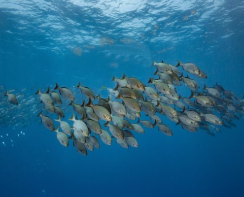 belize_unterwasser_timo_dersch_placencia_059