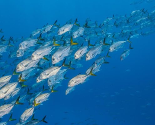 belize_unterwasser_timo_dersch_placencia_060