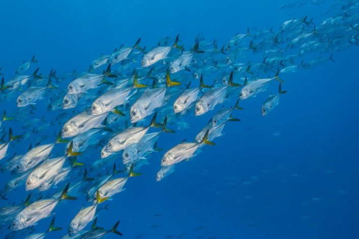 belize_unterwasser_timo_dersch_placencia_060