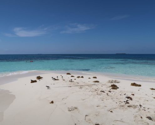 karibik-belize-placencia-gladden-spit-and-silk-cayes-walhaie_0687