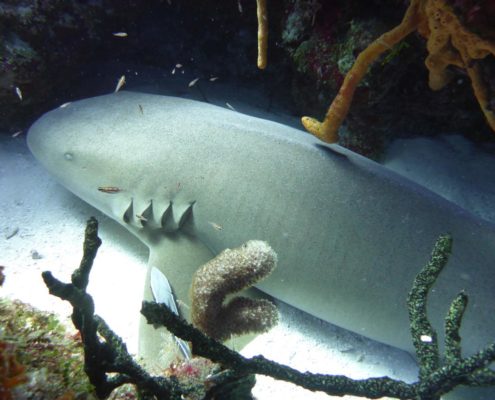 karibik_mexiko_cozumel_gaeste_diehl01
