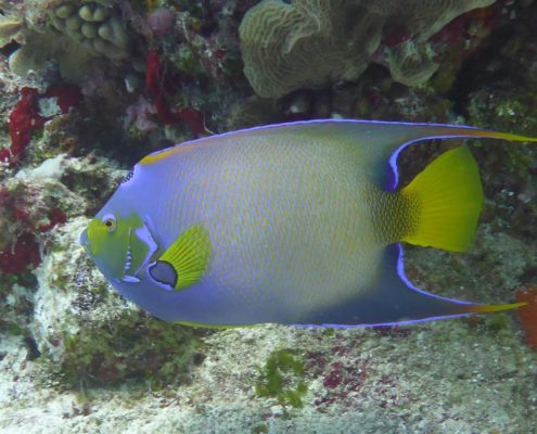 karibik_mexiko_cozumel_gaeste_diehl02