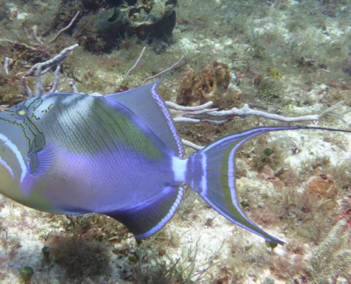 karibik_mexiko_cozumel_gaeste_diehl04