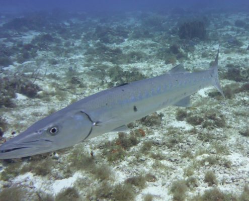 karibik_mexiko_cozumel_gaeste_diehl05