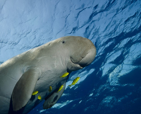 aegypten_rotes_meer_tauchen_dugong_seekuh