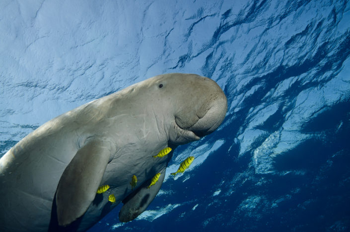 aegypten_rotes_meer_tauchen_dugong_seekuh
