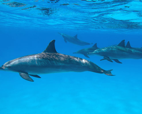 aegypten_tauchen_rotes_meer_delfine_marsa_alam