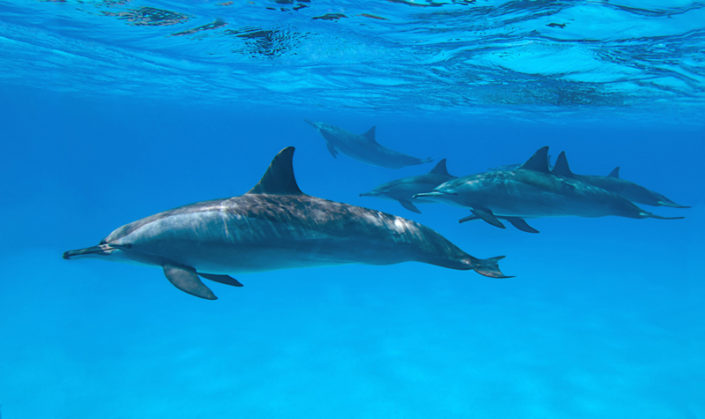 aegypten_tauchen_rotes_meer_delfine_marsa_alam