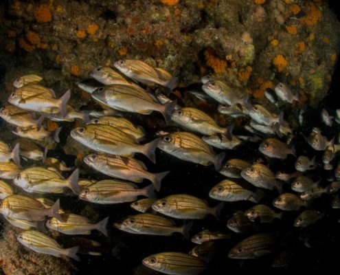 aliwal_shoal_suedafrika_timo_dersch_diving_5