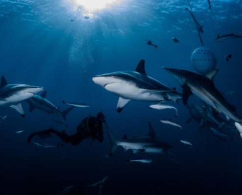aliwal_shoal_suedafrika_timo_dersch_diving_8