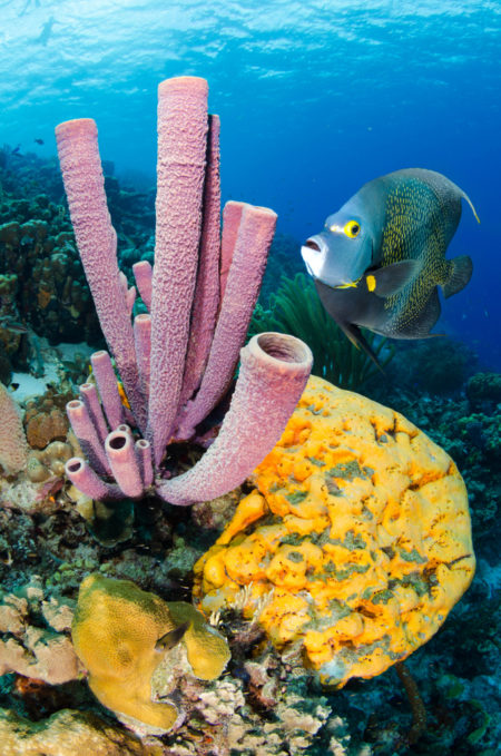 karibik_bonaire_tauchen_marine_park_tauchgebiet_1