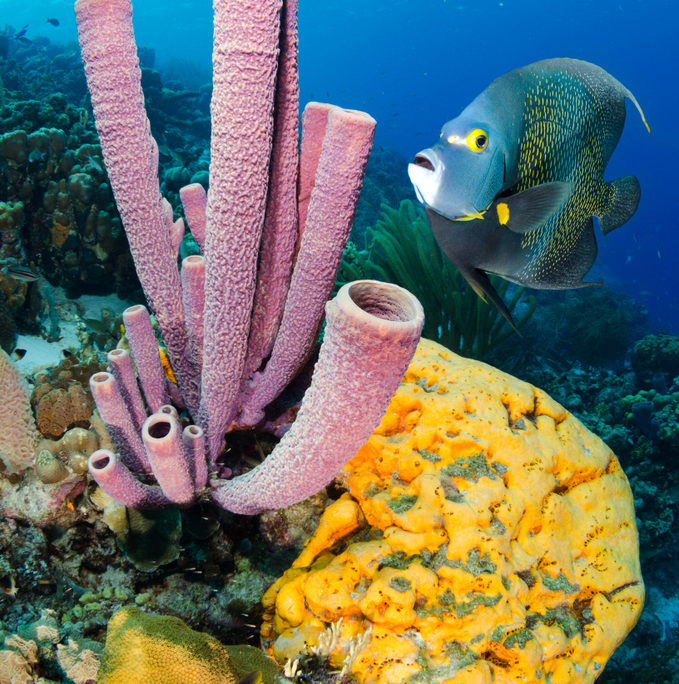 karibik_bonaire_tauchen_marine_park_tauchgebiet_1