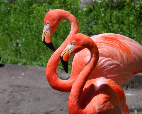 karibik_bonaire_tauchen_marine_park_tauchgebiet_flamingos