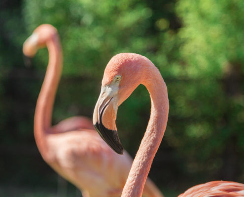 karibik_bonaire_tauchen_marine_park_tauchgebiet_flamingos2