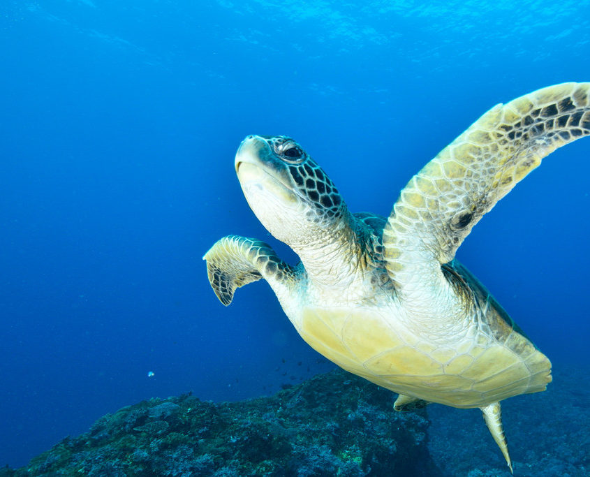 karibik_bonaire_tauchen_marine_park_tauchgebiet_3