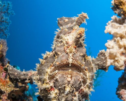 tauchen_philippinen_martin_strmiska_bohol_unterwasser_6