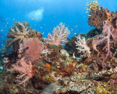 tauchen_philippinen_martin_strmiska_bohol_unterwasser_7
