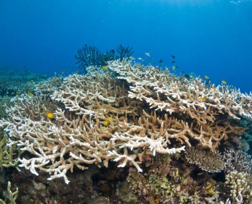 tauchen_philippinen_martin_strmiska_bohol_unterwasser_8