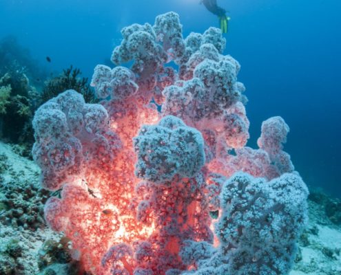tauchen_philippinen_martin_strmiska_bohol_unterwasser_9