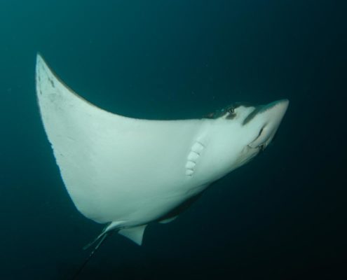 karibik_grenada_tauchen_daniel_brinckmann_1