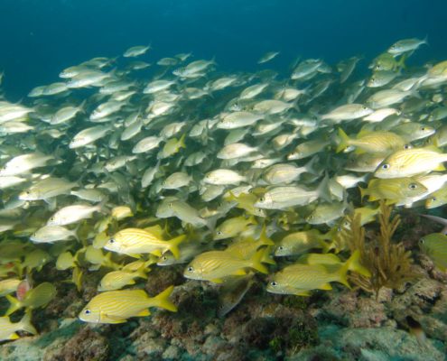 karibik_kolumbien_providencia_tauchen_16