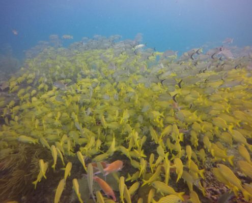 karibik_kolumbien_providencia_tauchen_21
