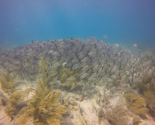 karibik_kolumbien_providencia_tauchen_23