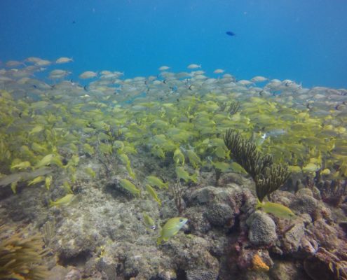 karibik_kolumbien_providencia_tauchen_24