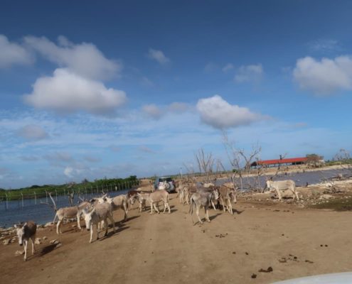 karibik_bonaire_landschaft_allgemein_21