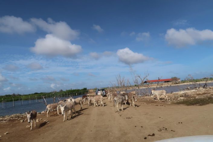 karibik_bonaire_landschaft_allgemein_21