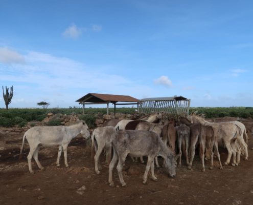 karibik_bonaire_landschaft_allgemein_23