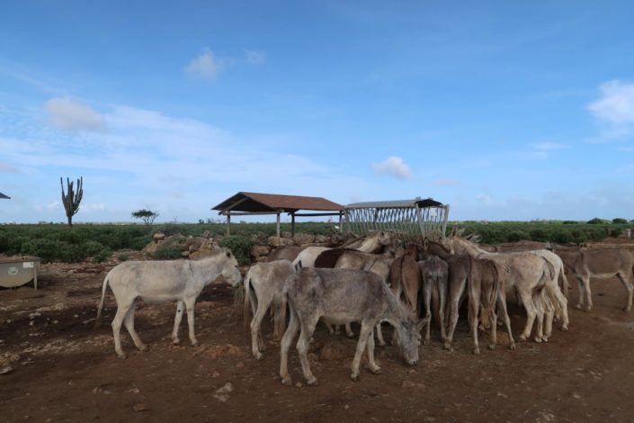 karibik_bonaire_landschaft_allgemein_23