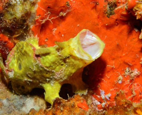 karibik_grenada_neu_unter_wasser_allgemein_10
