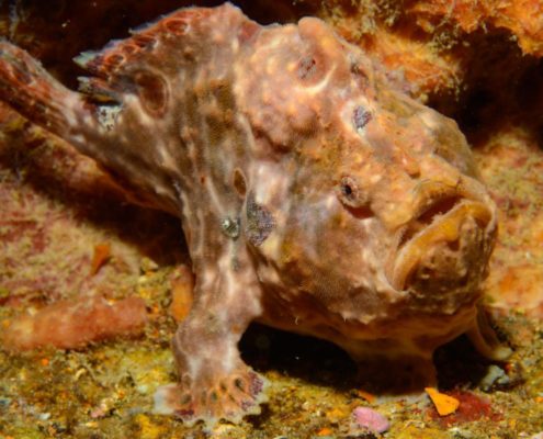 karibik_grenada_neu_unter_wasser_allgemein_11