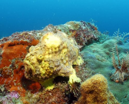 karibik_grenada_neu_unter_wasser_allgemein_13