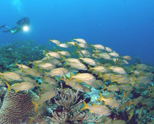 karibik_grenada_neu_unter_wasser_allgemein_15