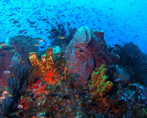 karibik_grenada_neu_unter_wasser_allgemein_16