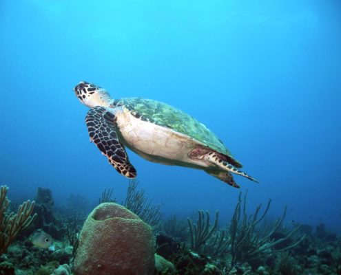 karibik_grenada_neu_unter_wasser_allgemein_18
