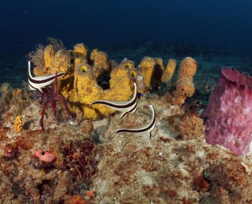 karibik_grenada_neu_unter_wasser_allgemein_3