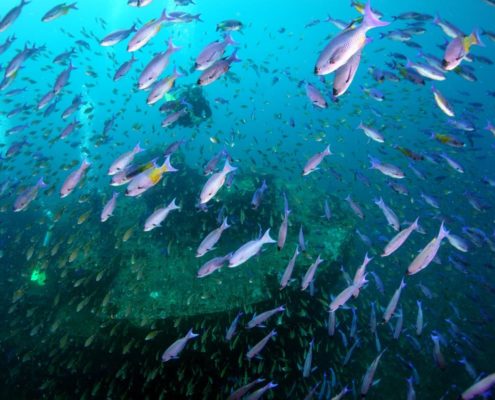 karibik_grenada_neu_unter_wasser_allgemein_4