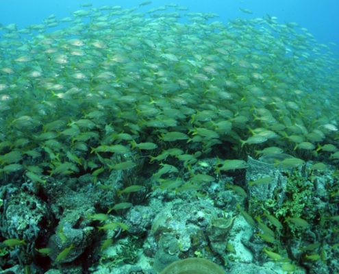 karibik_grenada_neu_unter_wasser_allgemein_6