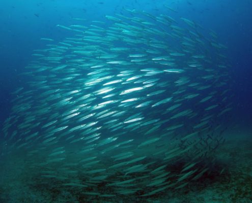 karibik_grenada_neu_unter_wasser_allgemein_7