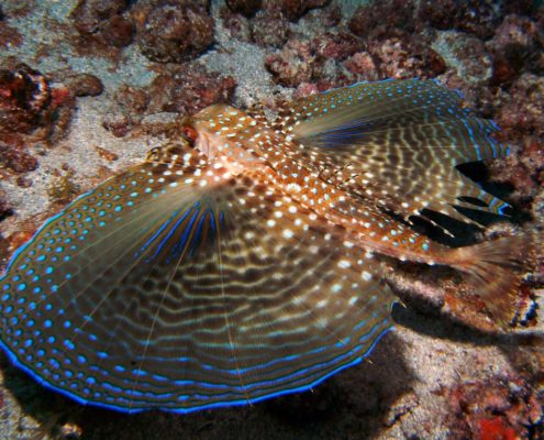 karibik_grenada_neu_unter_wasser_allgemein_9