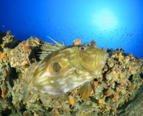 mittelmeer_malta_wrack_1