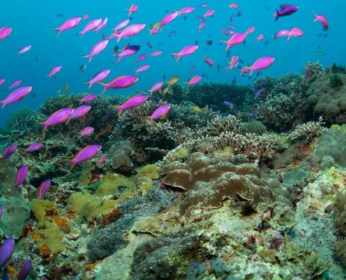 asien_philippinen_reisebericht_pollmann_negros_dauin_fish_unlimited_10