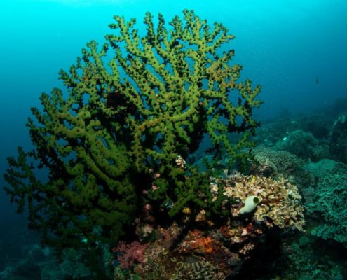 asien_philippinen_reisebericht_pollmann_negros_dauin_fish_unlimited_11