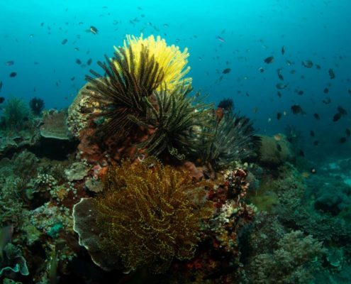 asien_philippinen_reisebericht_pollmann_negros_dauin_fish_unlimited_12