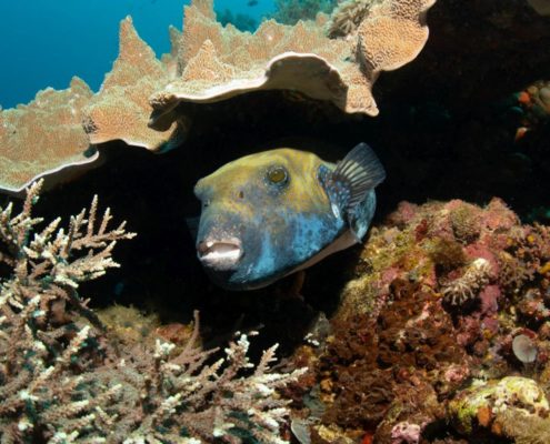 asien_philippinen_reisebericht_pollmann_negros_dauin_fish_unlimited_13