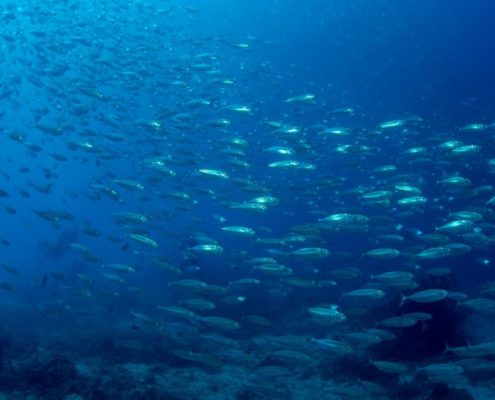 asien_philippinen_reisebericht_pollmann_negros_dauin_fish_unlimited_15