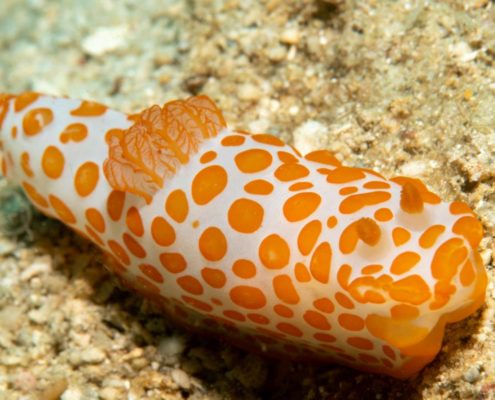 asien_philippinen_reisebericht_pollmann_negros_dauin_fish_unlimited_16